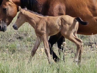 Bluestem Styx JW <BR>AQHA PENDING